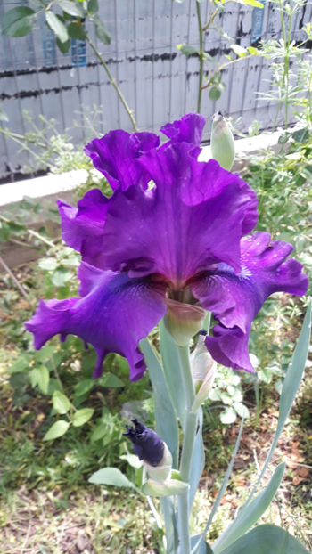  - Gradina primavara 2019