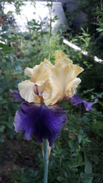  - Gradina primavara 2019