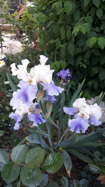  - Gradina primavara 2019