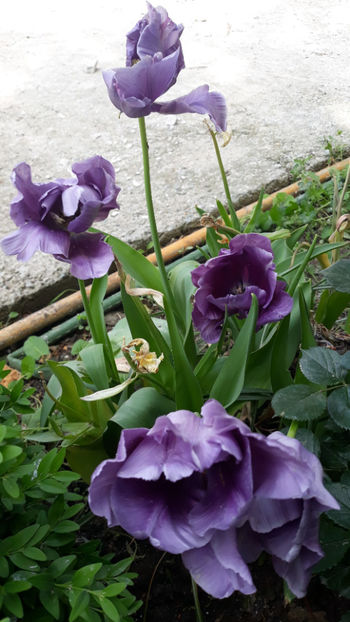  - Gradina primavara 2019