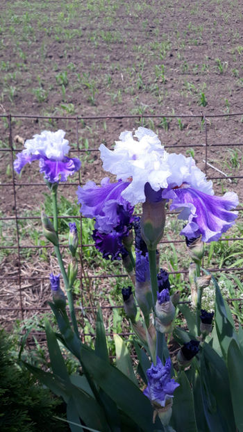  - Gradina primavara 2019