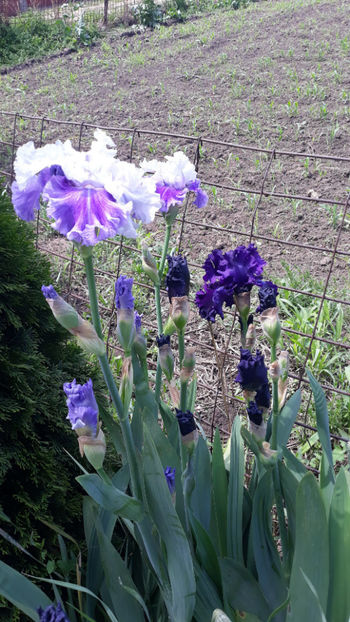  - Gradina primavara 2019