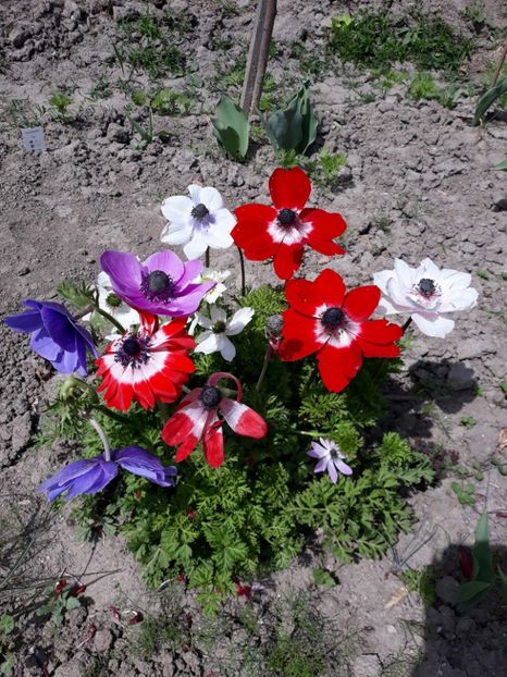  - Grădina 2019