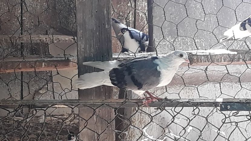  - Galateni baltati pe galben