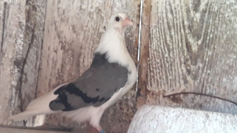  - Galateni baltati pe galben