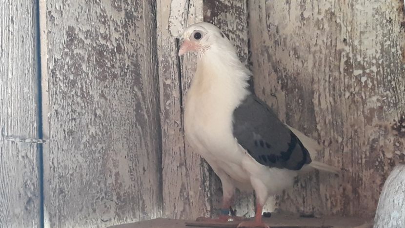  - Galateni baltati pe galben