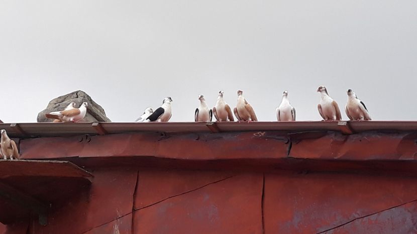  - Galateni baltati pe galben