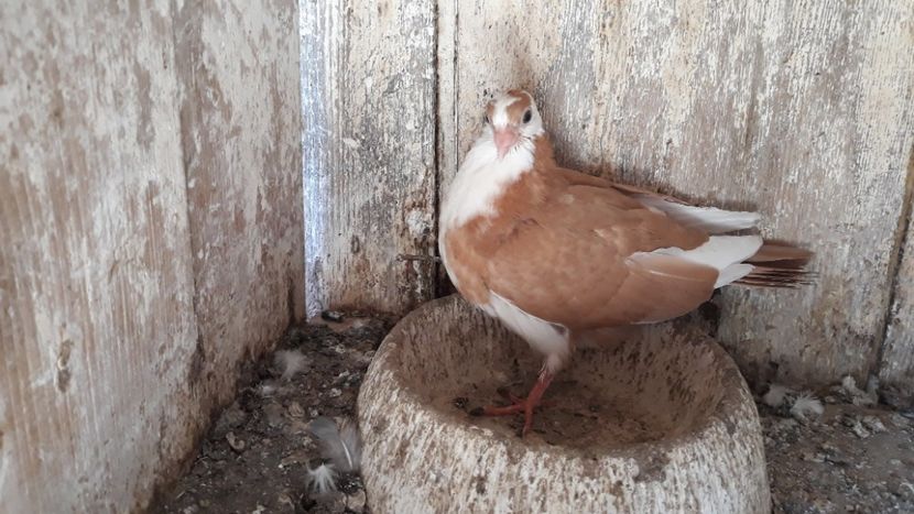  - Galateni baltati pe galben