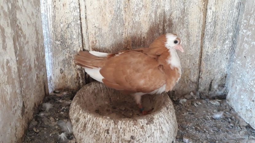  - Galateni baltati pe galben