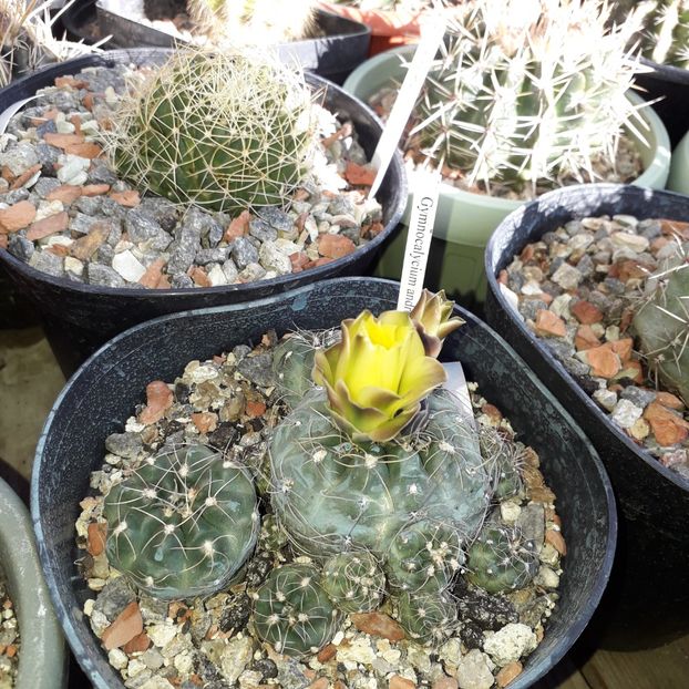 Gymnocalycium Andreae - Cactusi înfloriti 2019