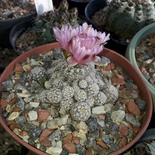 Gymnocalycium  bruchii - Cactusi înfloriti 2019