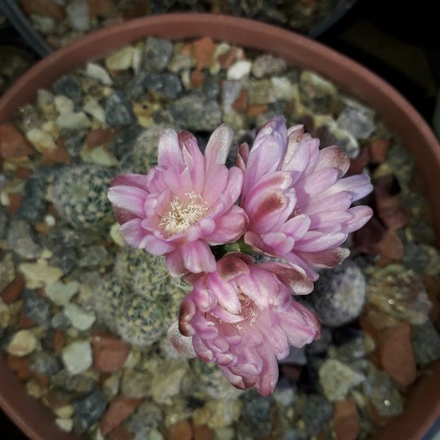 Gymnocalycium bruchii - Cactusi înfloriti 2019