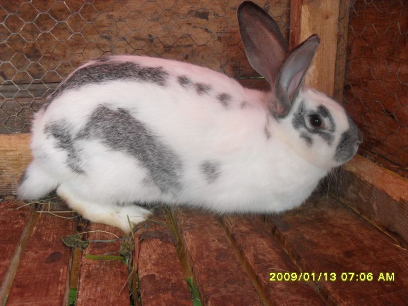  - IEPURI 2019 INCEPATOR PE ACEST DOMENIU