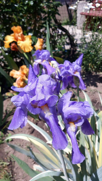 Iris variegat si savannah sunset - Irisi 2019