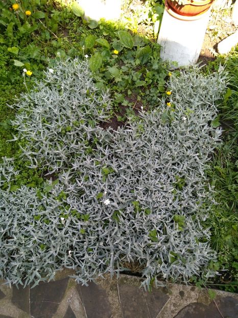  - Gradina mea