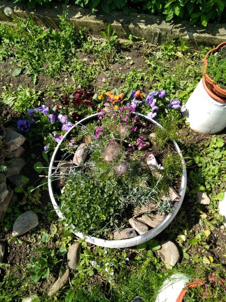  - Gradina mea