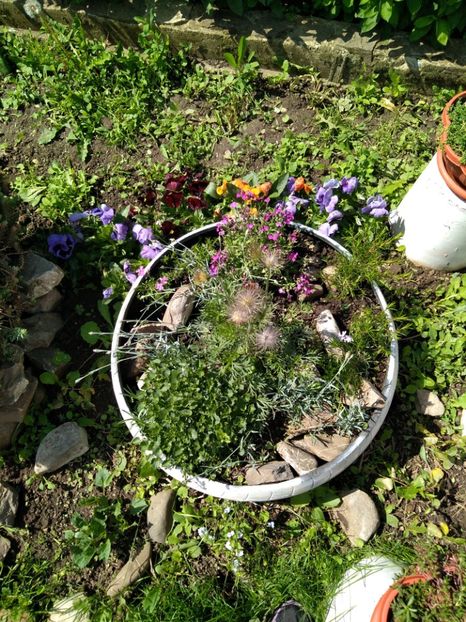  - Gradina mea