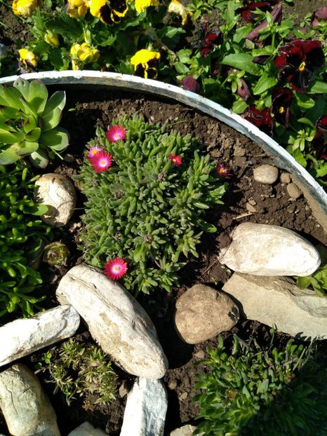  - Gradina mea
