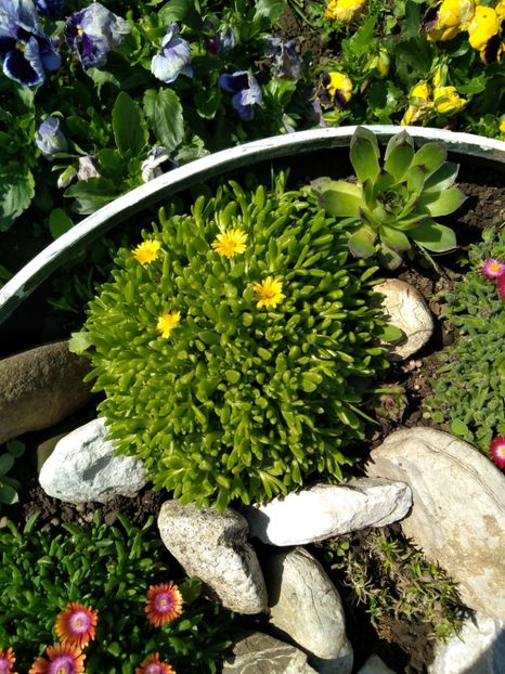  - Gradina mea