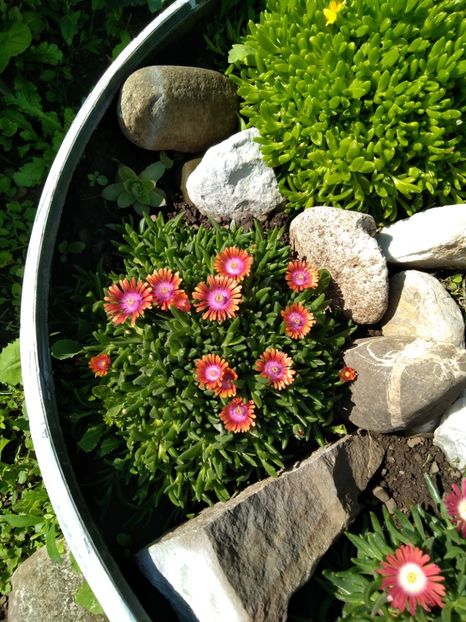 - Gradina mea