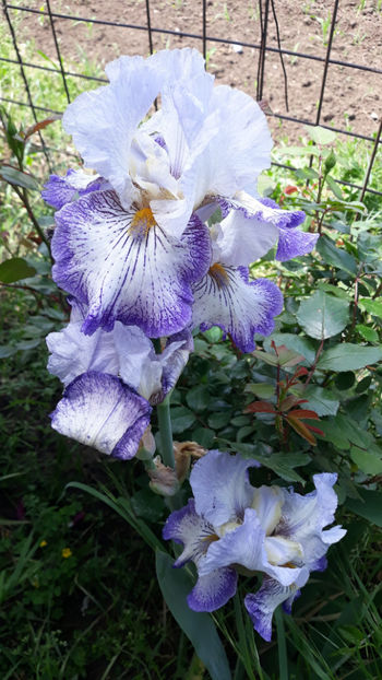  - Gradina primavara 2019