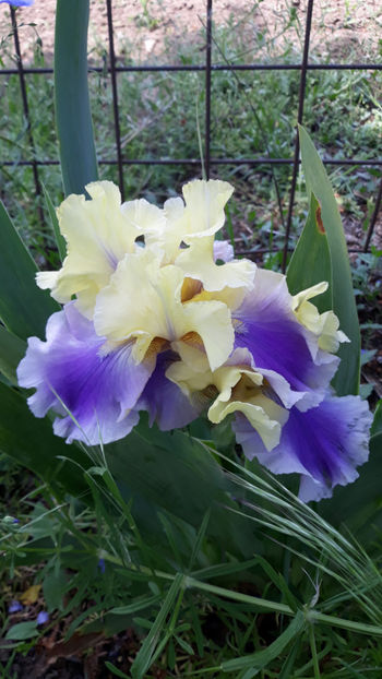  - Gradina primavara 2019