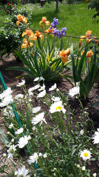  - Gradina primavara 2019