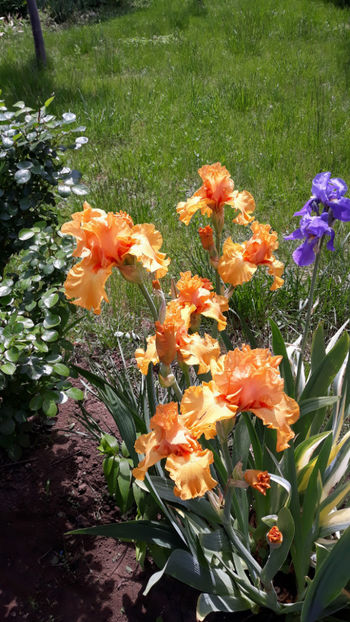  - Gradina primavara 2019