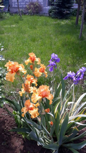  - Gradina primavara 2019