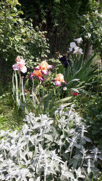  - Gradina primavara 2019