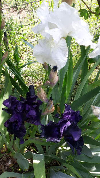  - Gradina primavara 2019