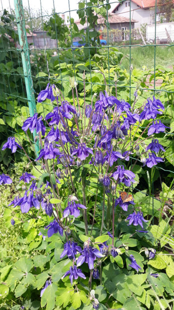  - Gradina primavara 2019