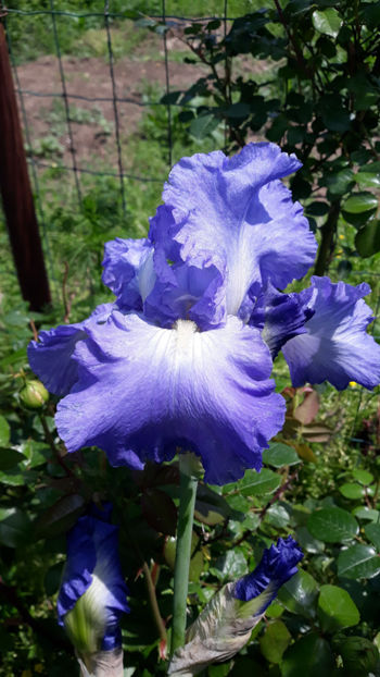  - Gradina primavara 2019