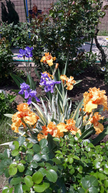  - Gradina primavara 2019