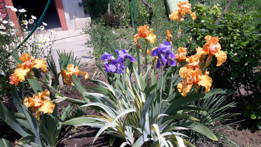  - Gradina primavara 2019