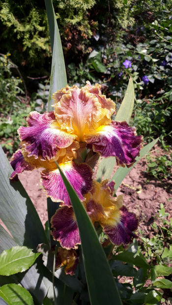  - Gradina primavara 2019