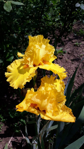  - Gradina primavara 2019