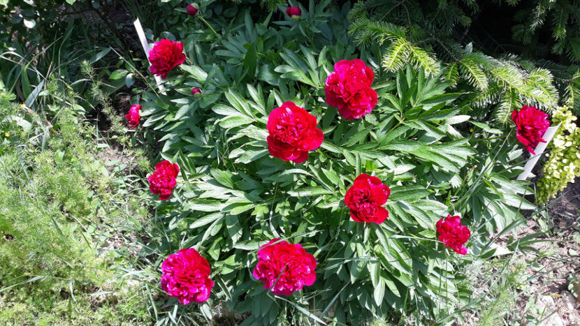  - Gradina primavara 2019