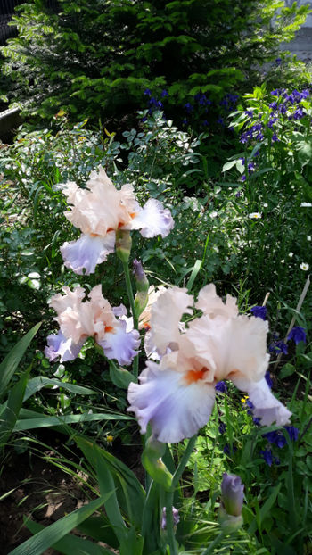  - Gradina primavara 2019