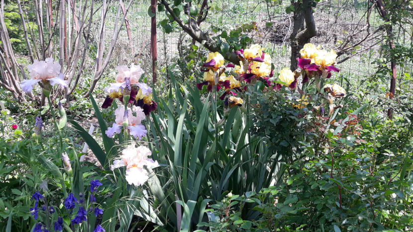  - Gradina primavara 2019