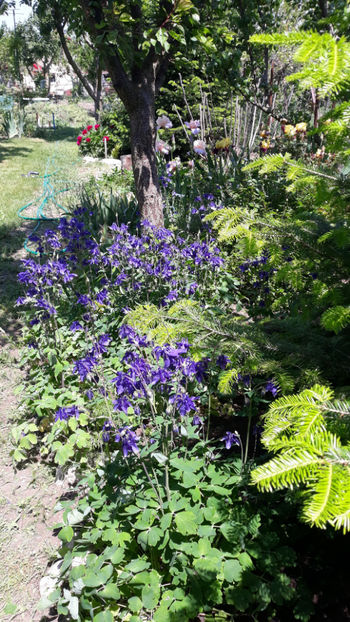  - Gradina primavara 2019