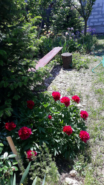  - Gradina primavara 2019