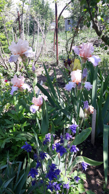  - Gradina primavara 2019