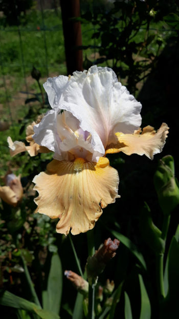  - Gradina primavara 2019