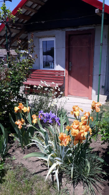  - Gradina primavara 2019