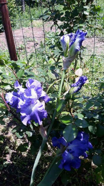  - Gradina primavara 2019