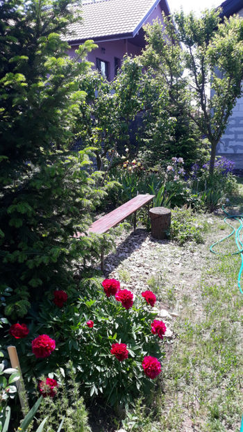  - Gradina primavara 2019