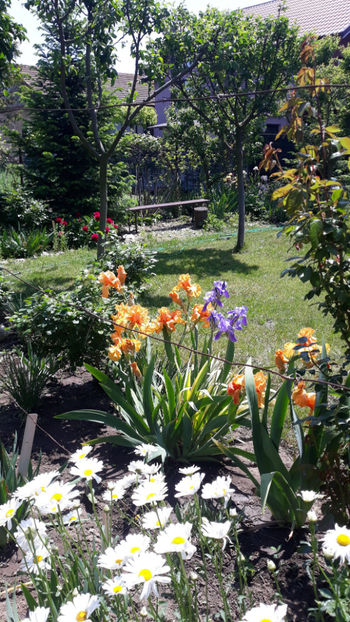  - Gradina primavara 2019