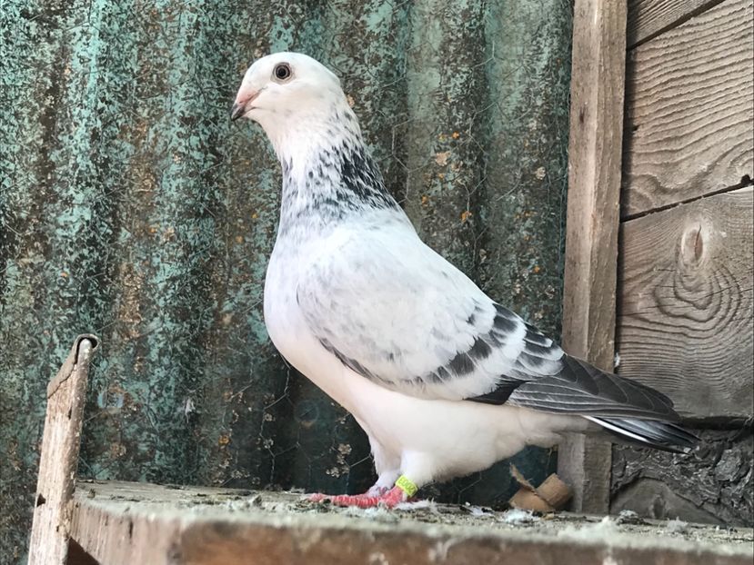 Femela - 1-standard matca 2019