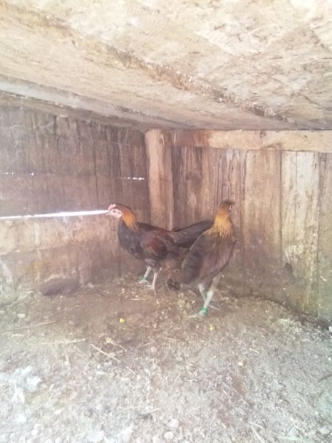  - Găini de rasa phoenix